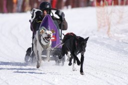 Lenk 2013